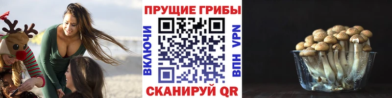 закладка  Наволоки  Псилоцибиновые грибы GOLDEN TEACHER 